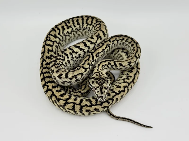 Zebra Jag