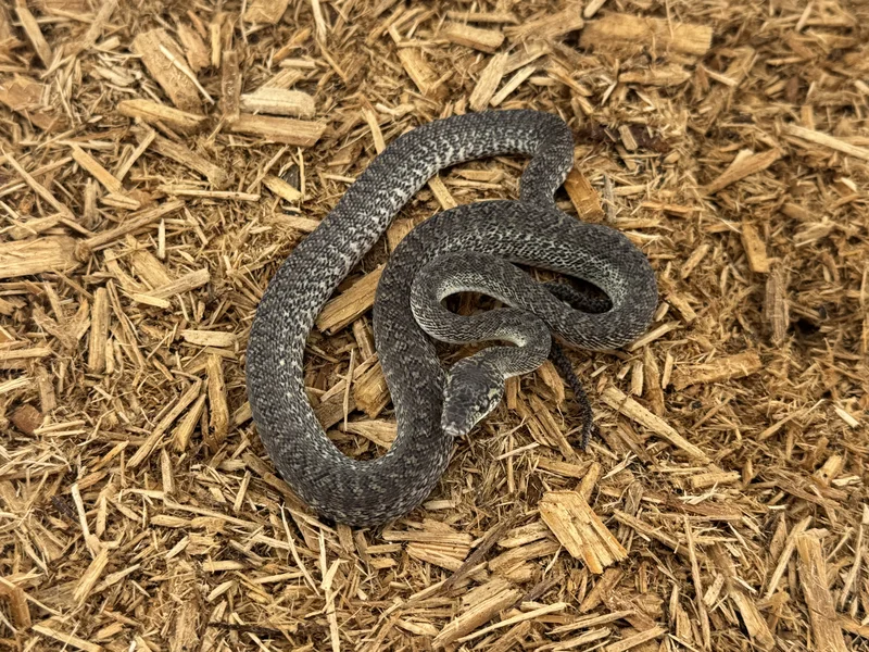 Granite Het Albino