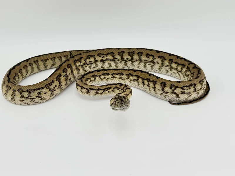 Zebra Jag DH Albino/Granite