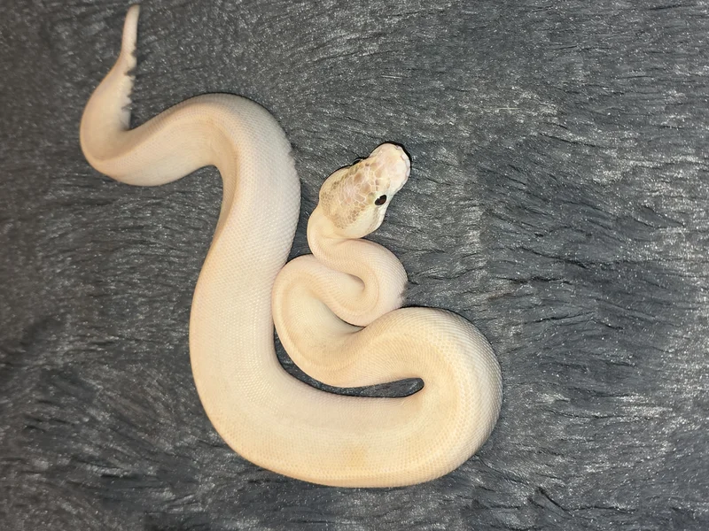 Pastel Ivory 