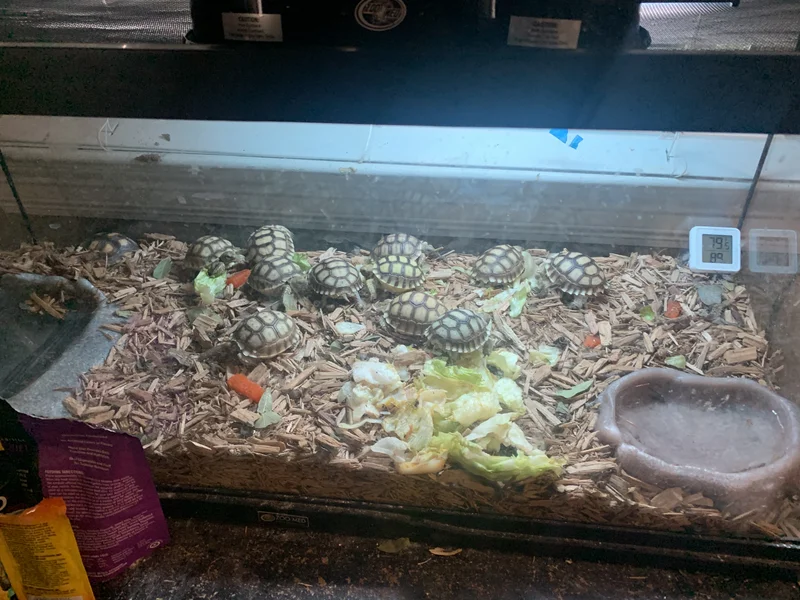 Sulucta baby tortise