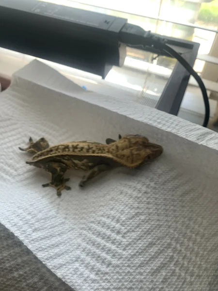 Crested gecko rtb high black