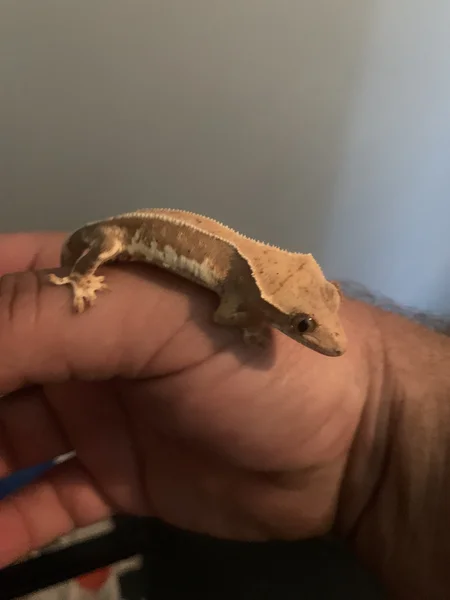 Crested gecko Lilly white