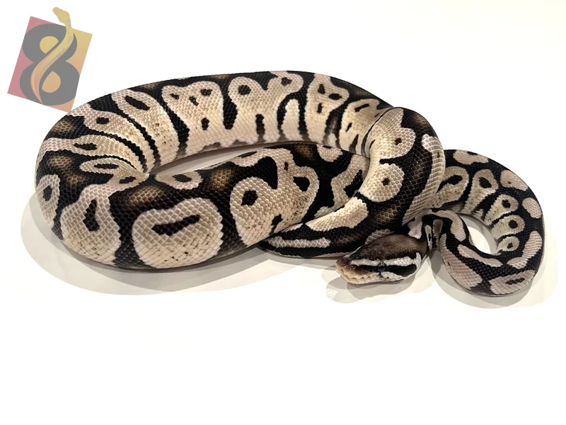Animal Pastel VPI Axanthic DH Desert Ghost Hypo