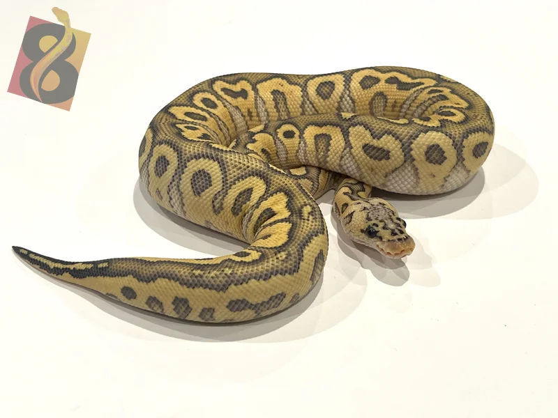 Pastel Hurricane Hypo Clown