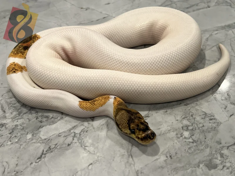 Orange Dream Clown Pied het Desert Ghost