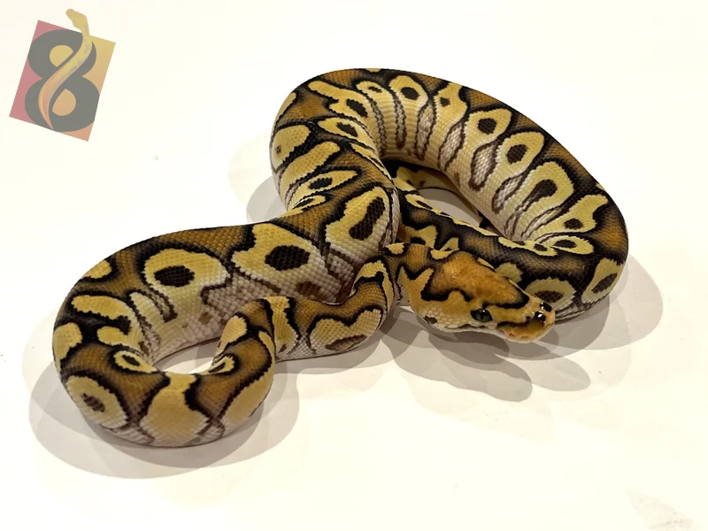 Enchi Hurricane Desert Ghost Clown