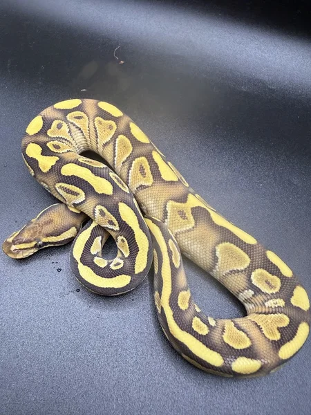 yellow belly butter het clown