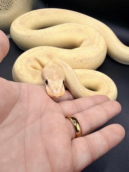 Banana champagne (proven breeder)