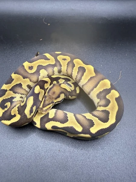 leopard mojave het clown