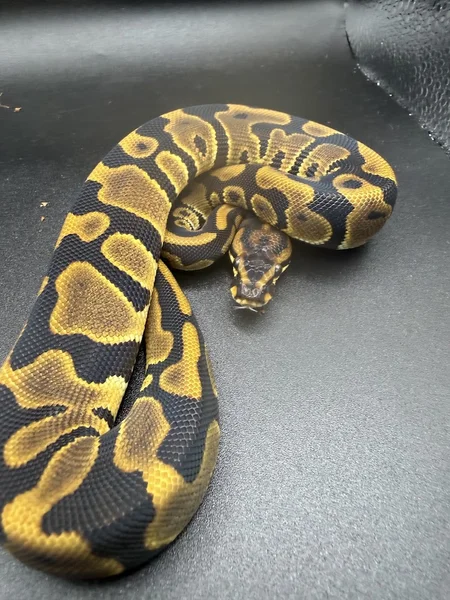 leopard het clown