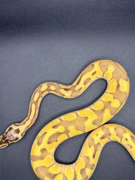 Spotnose orange dream enchi pastel 50% het desert ghost