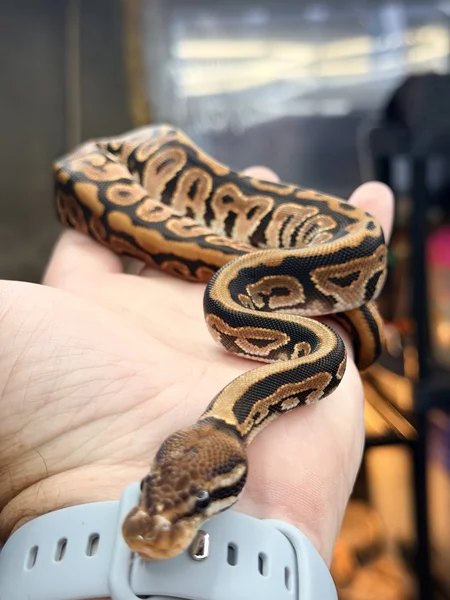 Black pastel vanilla 50% Het desert ghost 