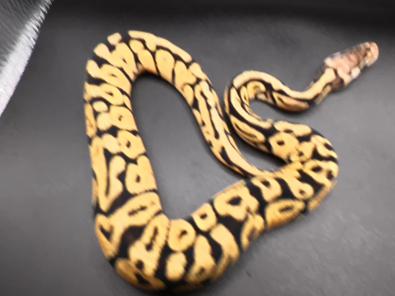 pastel enchi spotnose pos orange dream50% het DG