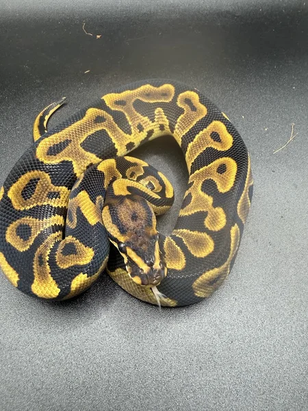 leopard yellow belly het clown