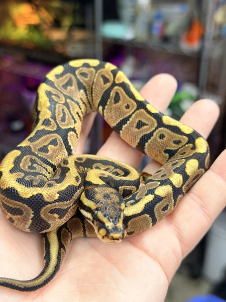 Spotnose Vanilla 50% Het Desert Ghost 