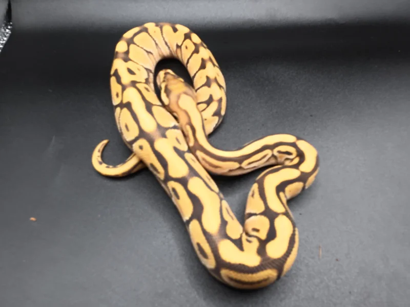 orange dream spotnose butter 50% het desert ghost