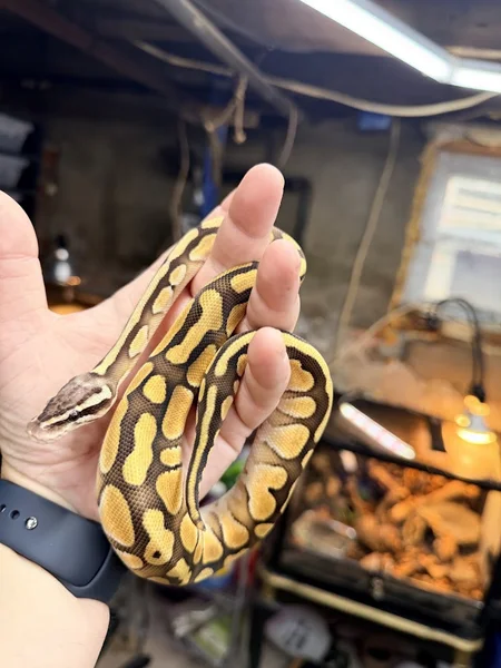 pastel butter od pos enchi 50% het desert ghost