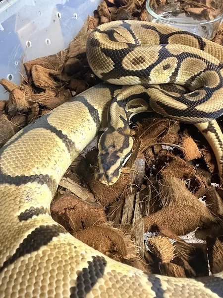 Spotnose enchi orange dream het DG PROVEN BREEDER