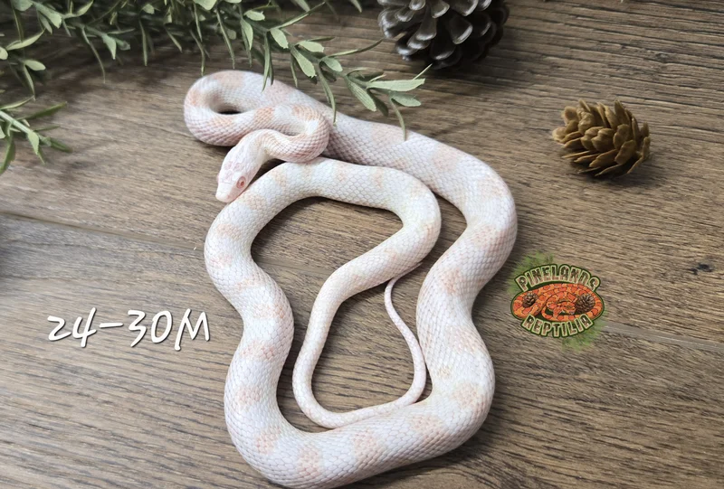 Peppermint het caramel cinder 66ph motley 50ph diffused