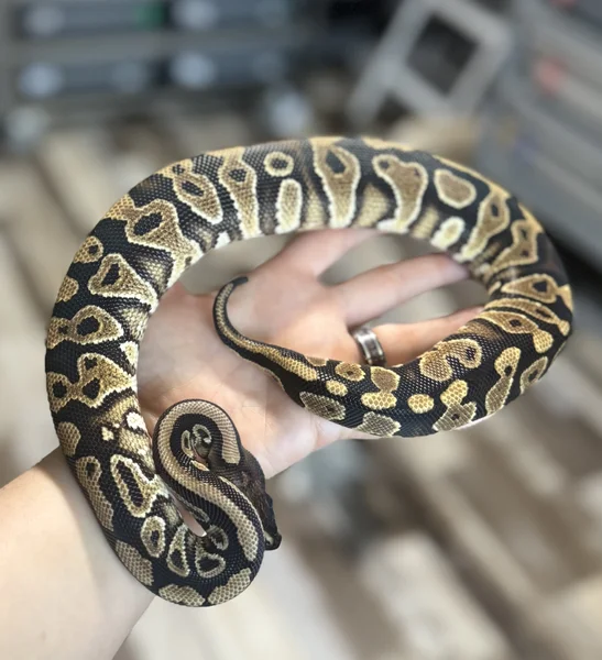 Black Pastel, Gravel, het clown. 