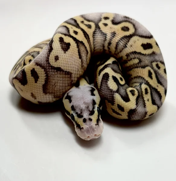 Super pastel YB POS fire ph clown hypo