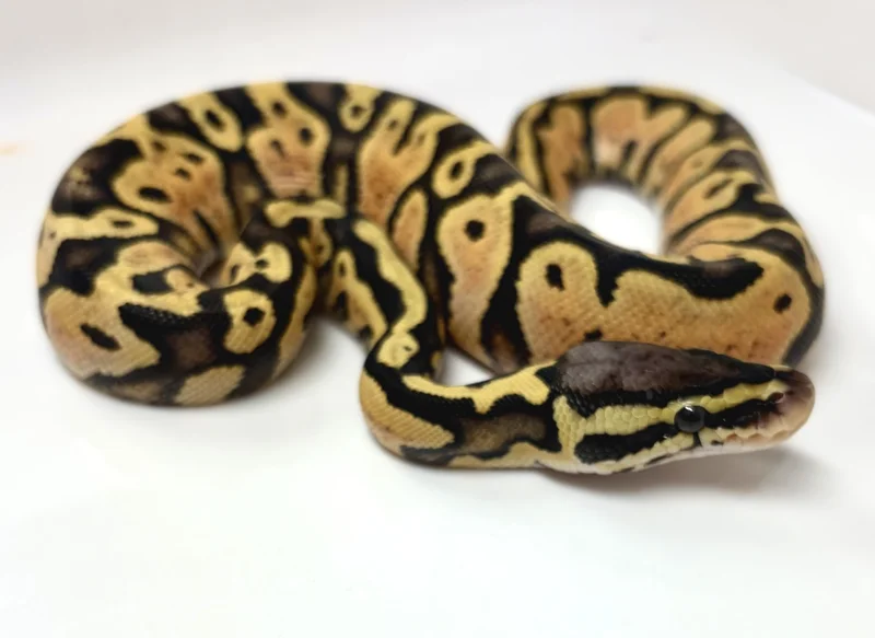 Pastel YB Blade het clown ph hypo