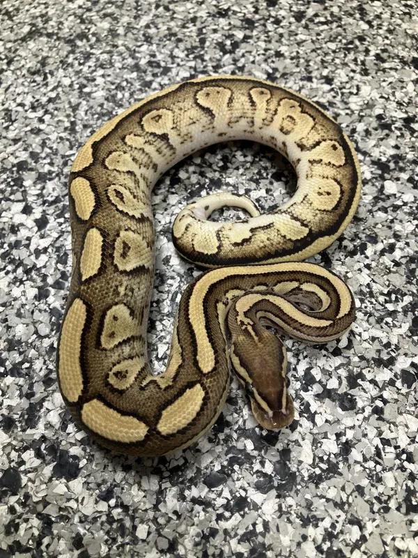Bongo Eramosa YB Het Clown