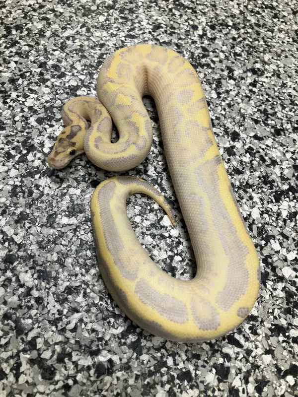 Super Enchi Leo Ivory Het Clown