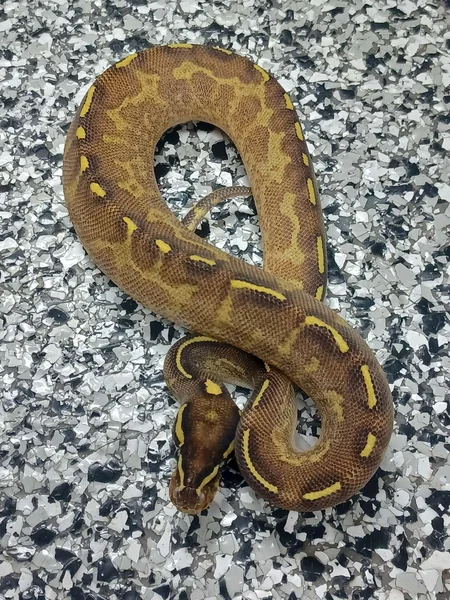 Enchi Calico Freeway