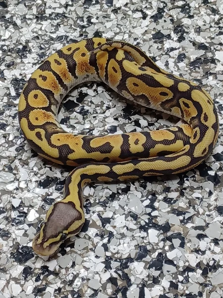 Pastel Hypo Het Rainbow