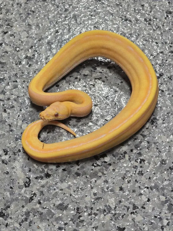 Lav G-Stripe Het Pied