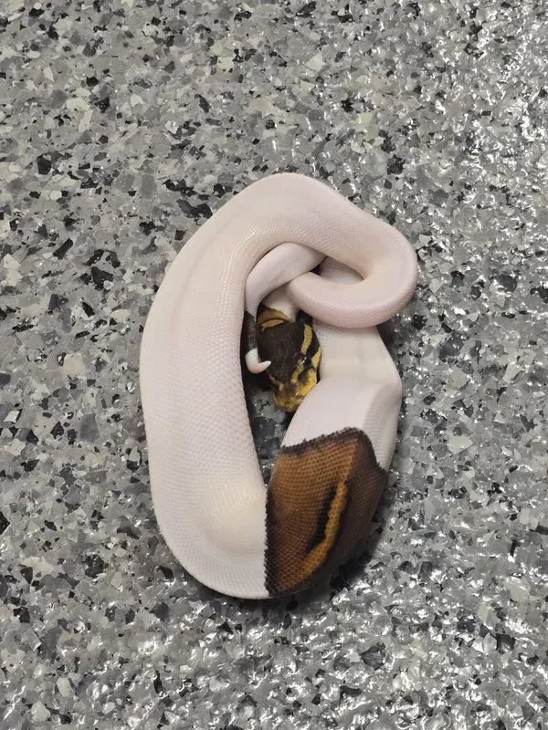 BP Pied Het Albino
