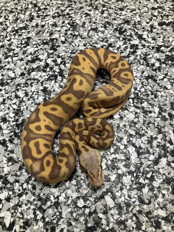 Pastel Leo Ultramel Het Clown 50% Hypo