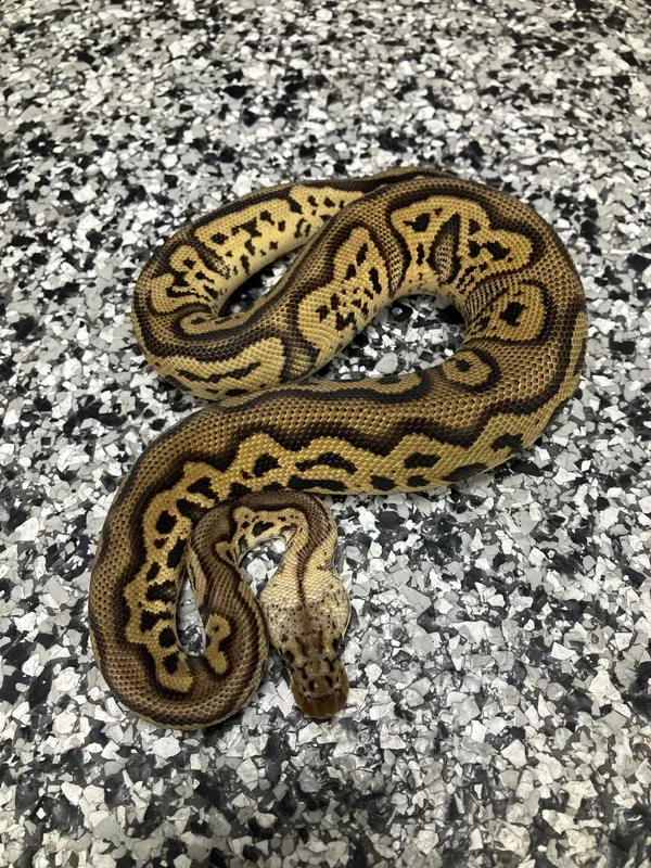Pastel Leo Stranger Clown