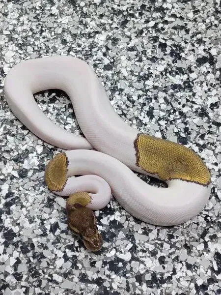 Mojave Mahogany Pied