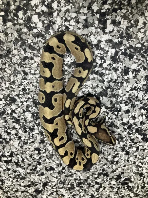 Enhancer Het Clown 66% G-Stripe