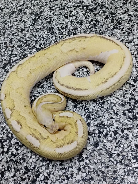 OD Cinnamon Fire Vanilla 50% Het Hypo