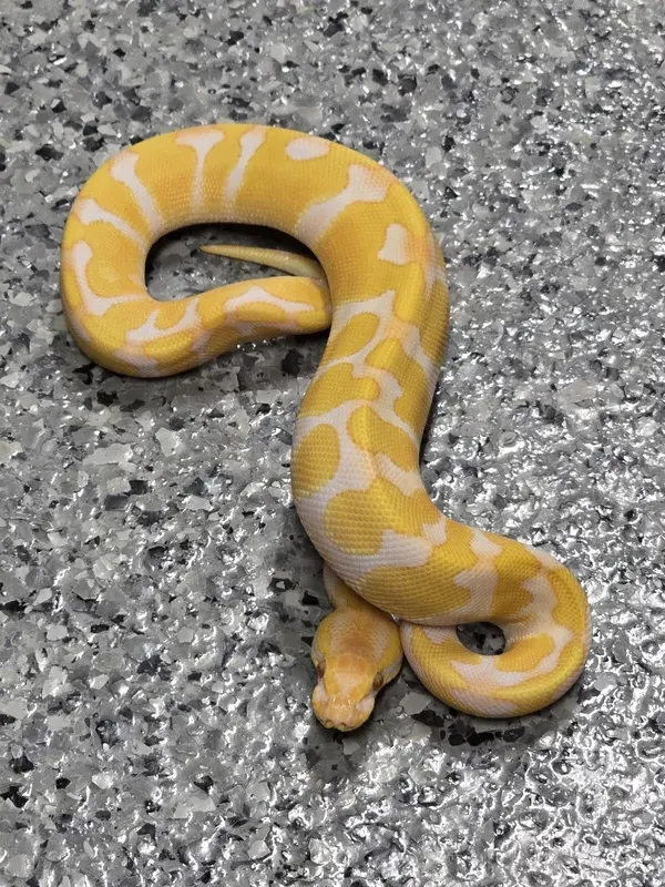 Enchi Lav Het Pied 66% Clown