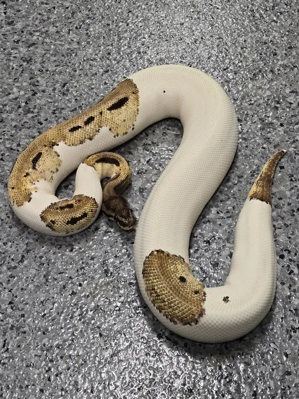 OD Leo Pied