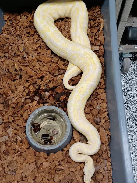 BP Lav