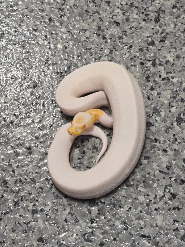 BP Albino Pied