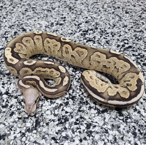 Cinnamon Super Vanilla 50% Het Hypo