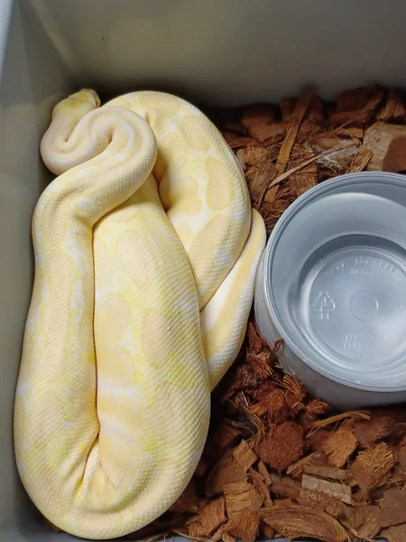 Albino Het VPI 50% Clown