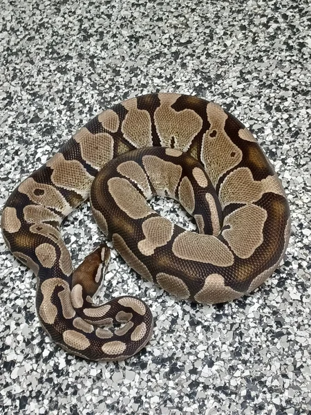 VPI 66% DH Albino/Clown