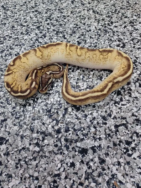 Pastel Enchi Cinnamon Super Asphalt Het Lav