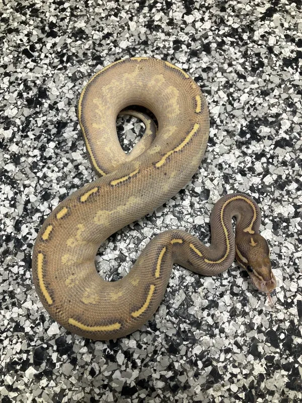 Freeway Hypo