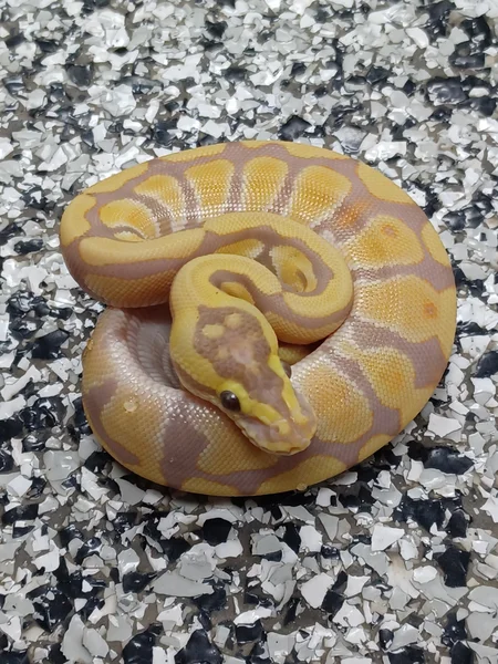 Pastel Enchi Rainbow Hypo