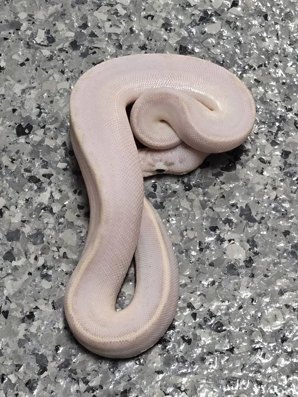 Pastel Enchi Ivory DH Clown/Pied