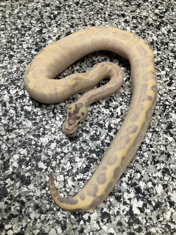 Super Enchi Leo Ivory Het Clown